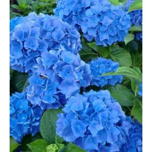 Гортензия Блю Вондер (Blue Wonder) (крупнолистная)