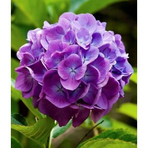 Гортензия Мэджикал Фламенко Блю (Magical Flamenco blue)