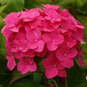 Гортензия Мэджикал Пинк Руби (MAGICAL PINK RUBY)