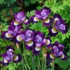 Саженец ириса Сибирский бридерс микс (Sibirica Breeders Mix): фото и описание