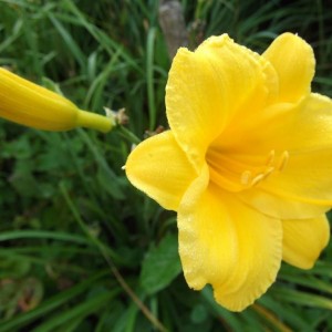 Лилейник гибридный Стелла де Оро (Stella de Oro)