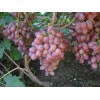 Саженец винограда Маринка (Ранний/Розовый): фото и описание