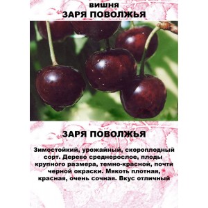 Вишня Аморель розовая описание сорта и правила ухода Вишня Аморель розовая: описание сорта и уход
