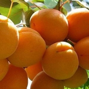 Абрикос Сибиряк Байкалова