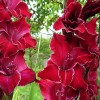 Луковица гладиолуса Баккара (Baccara): фото и описание