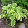 Саженец хосты Антиох (Hosta Antioch): фото и описание