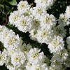 Саженец ибериса вечнозеленого Тахо (Tahoe): фото и описание