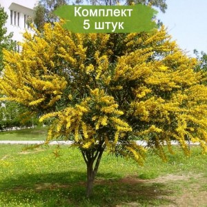 Комплект 5шт / Акация желтая Карагана