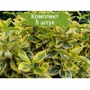 Саженцы Бересклета Форчуна Эмеральд Голд (Emerald'n Gold) - 5 шт.: фото и описание