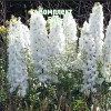 Саженцы Дельфиниума Мэджик Фонтейнс Пьюр Вайт (Magic Fountains Pure White) - 5 шт.: фото и описание