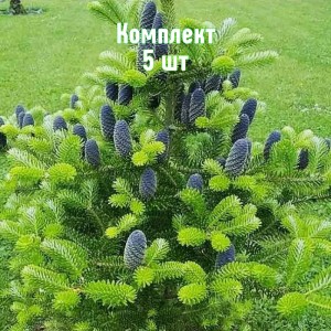 Комплект 5шт / Ель Корейская от 150 см