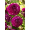 Клубни георгина шаровидный Бом Бом Пурпл (Boom Boom Purple) - 5 шт.: фото и описание