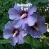Саженцы Гибискуса древовидного Блю Сатин (Blue Satin) - 5 шт.: фото и описание