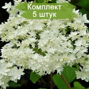 Комплект 5шт / Гортензия Хейс Старбёрст (Hayes Starburst) (древовидная)