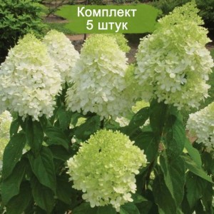 Комплект 5шт / Гортензия Лаймлайт (Limelight) (метельчатая)