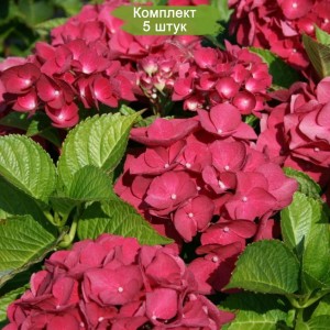 Комплект 5шт / Гортензия Мэджикал Руби Ред (Magical Rubyred) (крупнолистная)