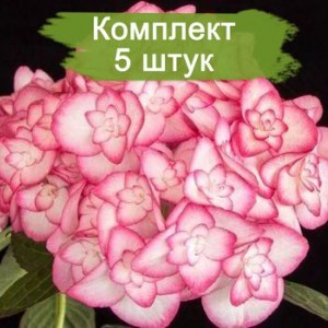 Комплект 5шт / Гортензия Мисс Саори (Miss Saori) (крупнолистная)