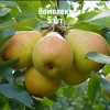 Саженцы Груши Добрянка (Сентябрина) - 5 шт.: фото и описание