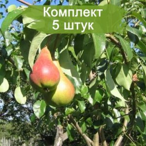 Комплект 5шт / Груша Мраморная