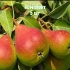 Саженцы Груши Северянка краснощекая - 5 шт.: фото и описание