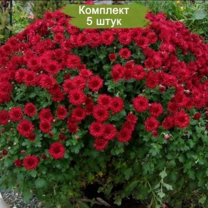 Комплект 5шт / Хризантема Бранройал (Branroyal) (Мультифлора/Бордовая)