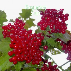 Комплект 5шт / Калина Мария