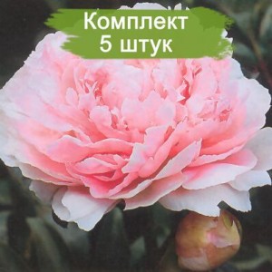 Комплект 5шт / Пион Мисс Ливингстон Фаранд (Miss Livingston Farand)