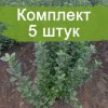 Подвой М9 - 5 шт.: фото и описание