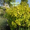 Саженцы Пузыреплодника калинолистного Ангел Голд (Angel Gold) - 5 шт.: фото и описание