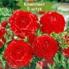 Клубни ранункулюса (Лютик) Ред (Red) - 5 шт.: фото и описание