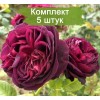 Саженцы парковой розы Астрид Графин фон Харденберг (Astrid Gräfin von Hardenberg) - 5 шт.: фото и описание