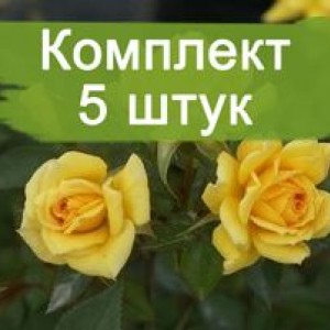 Комплект 5шт / Роза Йеллоу Эвелин (Yellow Eveline) (спрей)