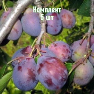 Комплект 5шт / Слива Кубанский Карлик