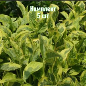 Комплект 5шт / Вейгела пестролистная Костериана вариегата