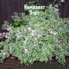 Саженцы Вейгелы цветущей Вариегата (Variegata) - 5 шт.: фото и описание