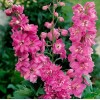 Корневище дельфиниума Пасифик Астолат (Pacific Giant Astolat): фото и описание