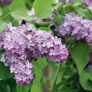 Сеянец Сирень Лавандер Леди (Lavander Lady)