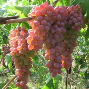 Виноград Ассоль