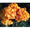 Саженец хризантемы мультифлора Бран Бич Оранж (Branbeach Orange) (Оранжевая): фото и описание