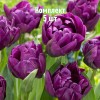 Луковицы Тюльпана Негрита Дабл (Negrita Double) - 5 шт.: фото и описание